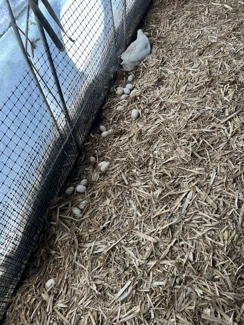 东北黑龙江绥滨大鹅批发品质好手工拔毛-省时省力省心-价格合适