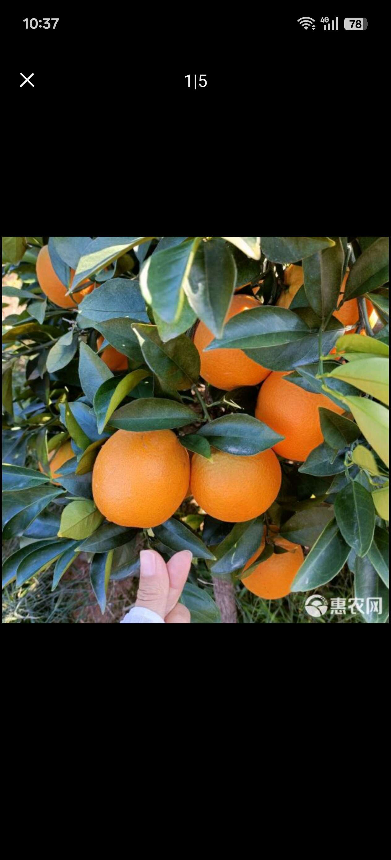赣南脐橙自家果园一件代发批发零售