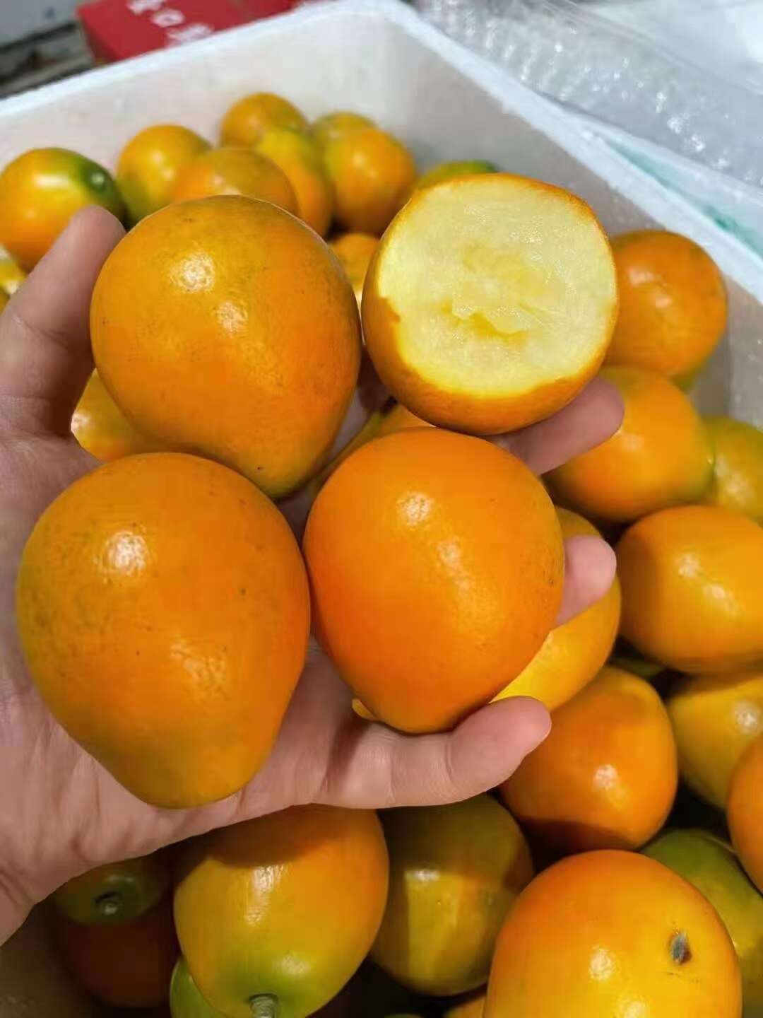 脆蜜金桔礼品盒金柑原产地一手货源对接商超社区团购各大电商平