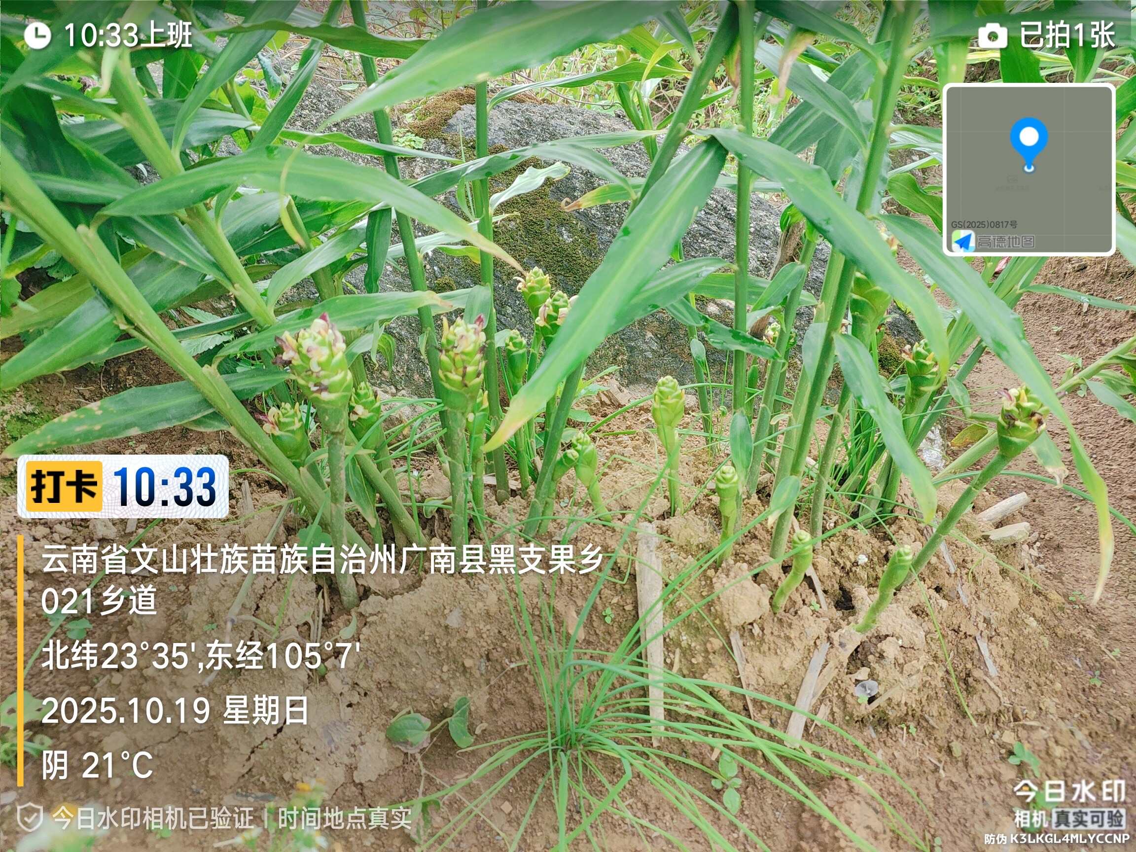 云南山地生姜，大量低价出，无病虫害