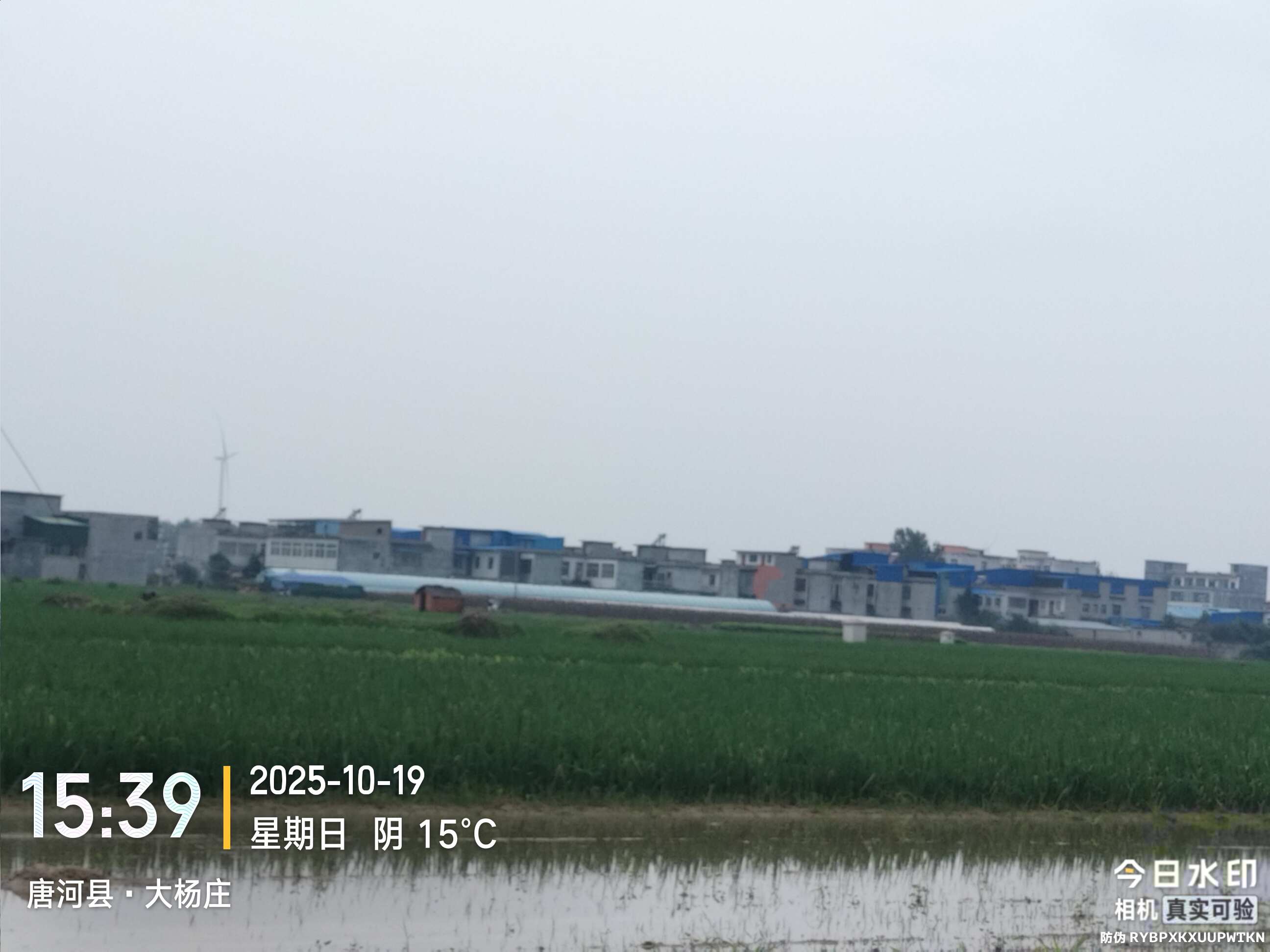 优质 黄分葱
