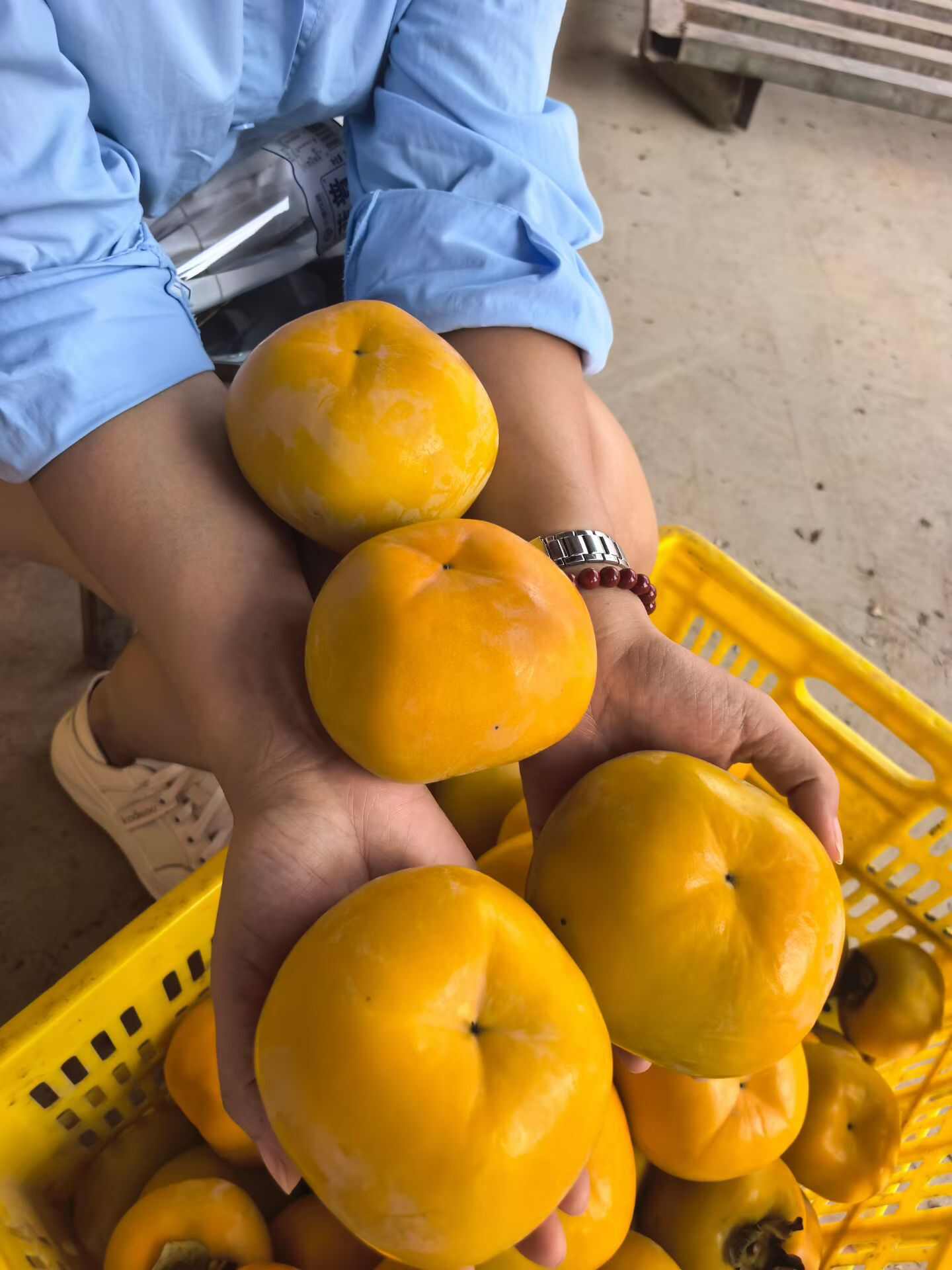 广西恭城瑶山脆柿