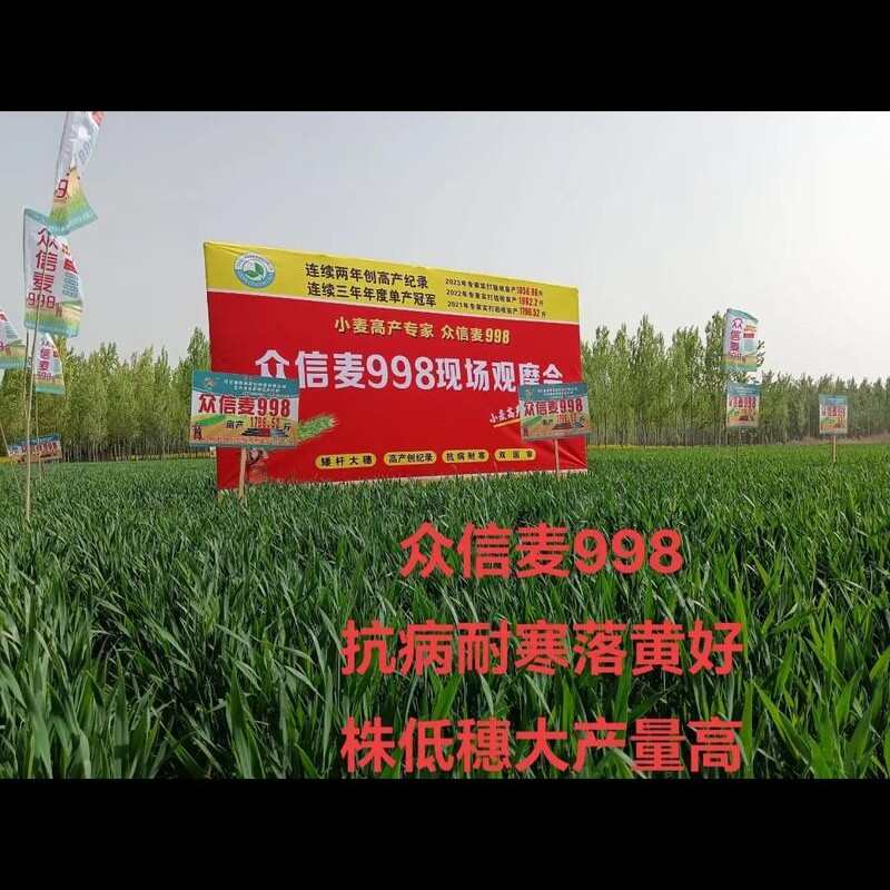 众信麦998小麦种国审每袋40斤原装发货