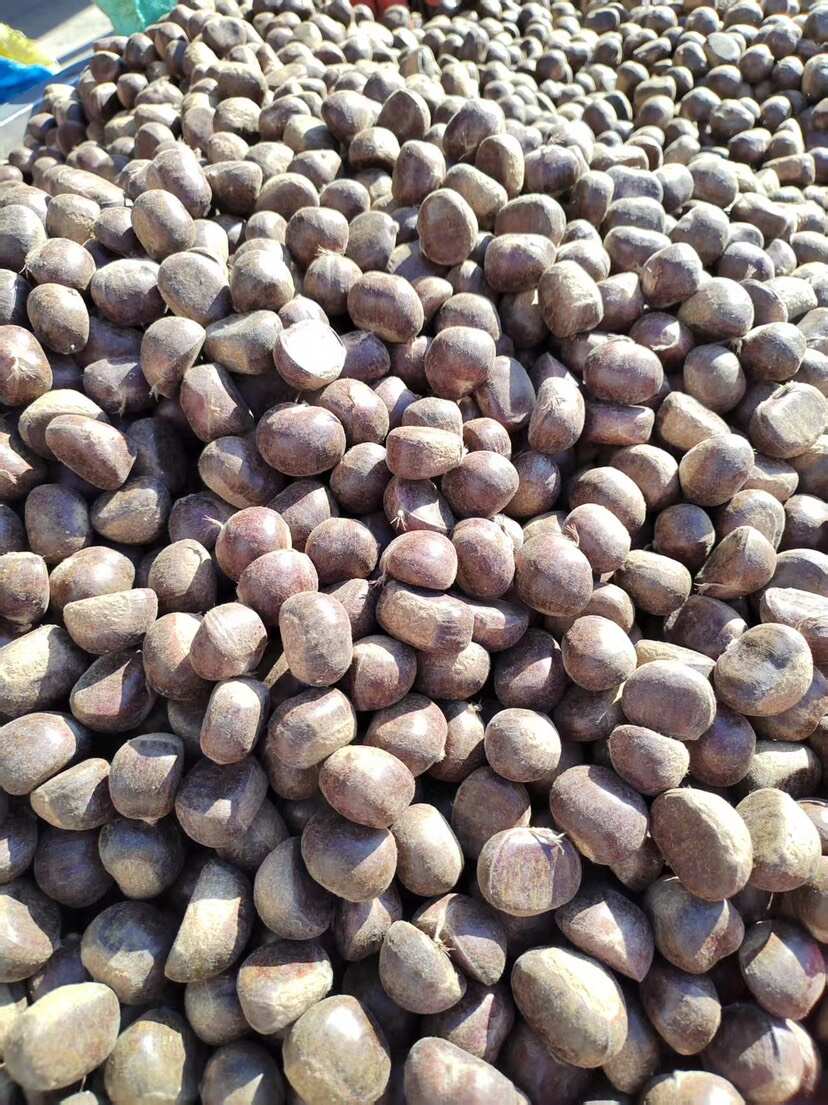 迁西板栗3113品种中栗一斤85粒左右