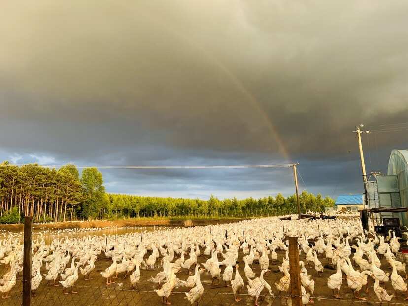 东北黑龙江绥滨大鹅批发品质好手工拔毛-省时省力省心-价格合适