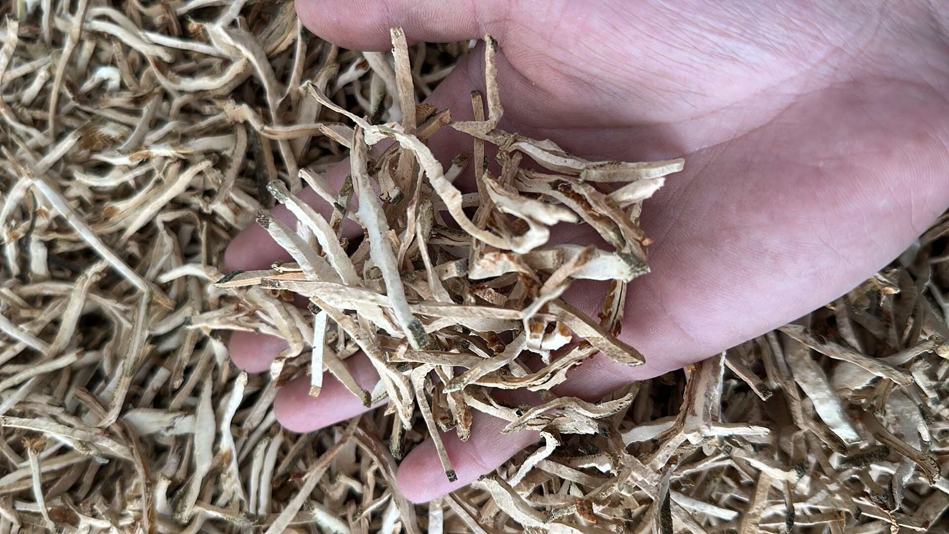香橼丝无硫量大优惠电话联系新货