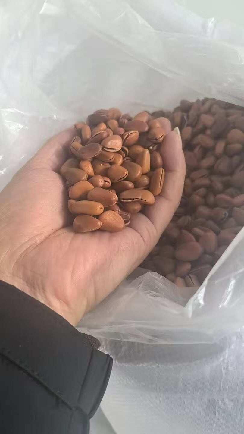 东北红松子精品货电商货批发