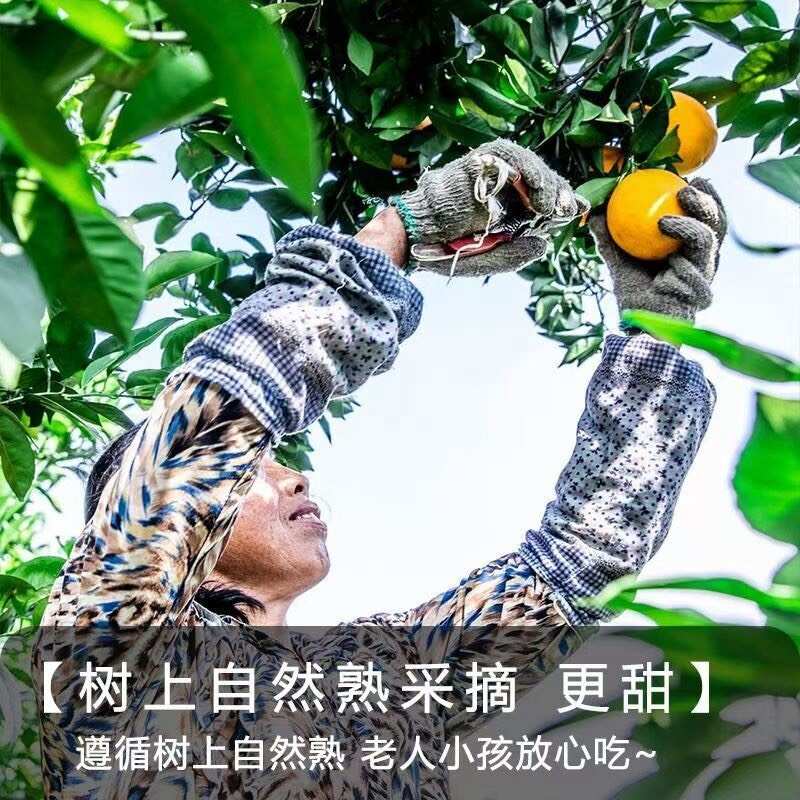 (一件代发)赣南脐橙新鲜赣州橙子江西甜橙水果果冻橙批发包邮
