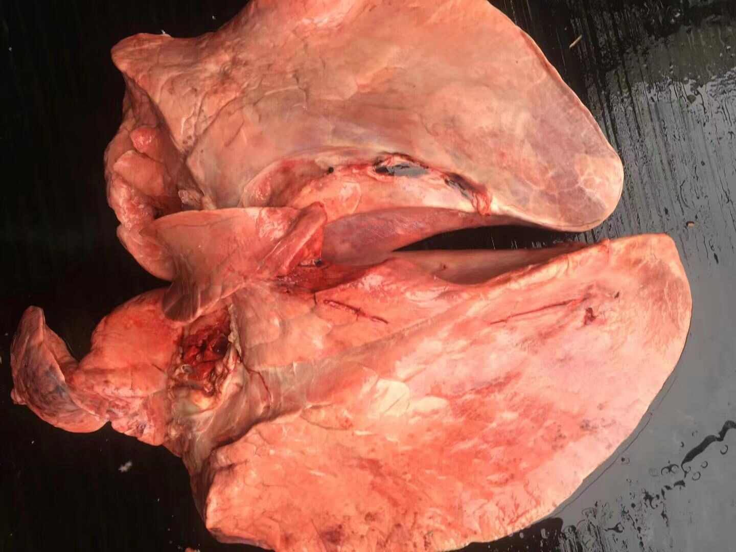 生驴肺生驴肺新鲜现杀驴肺驴下水驴杂内脏驴杂汤火烧