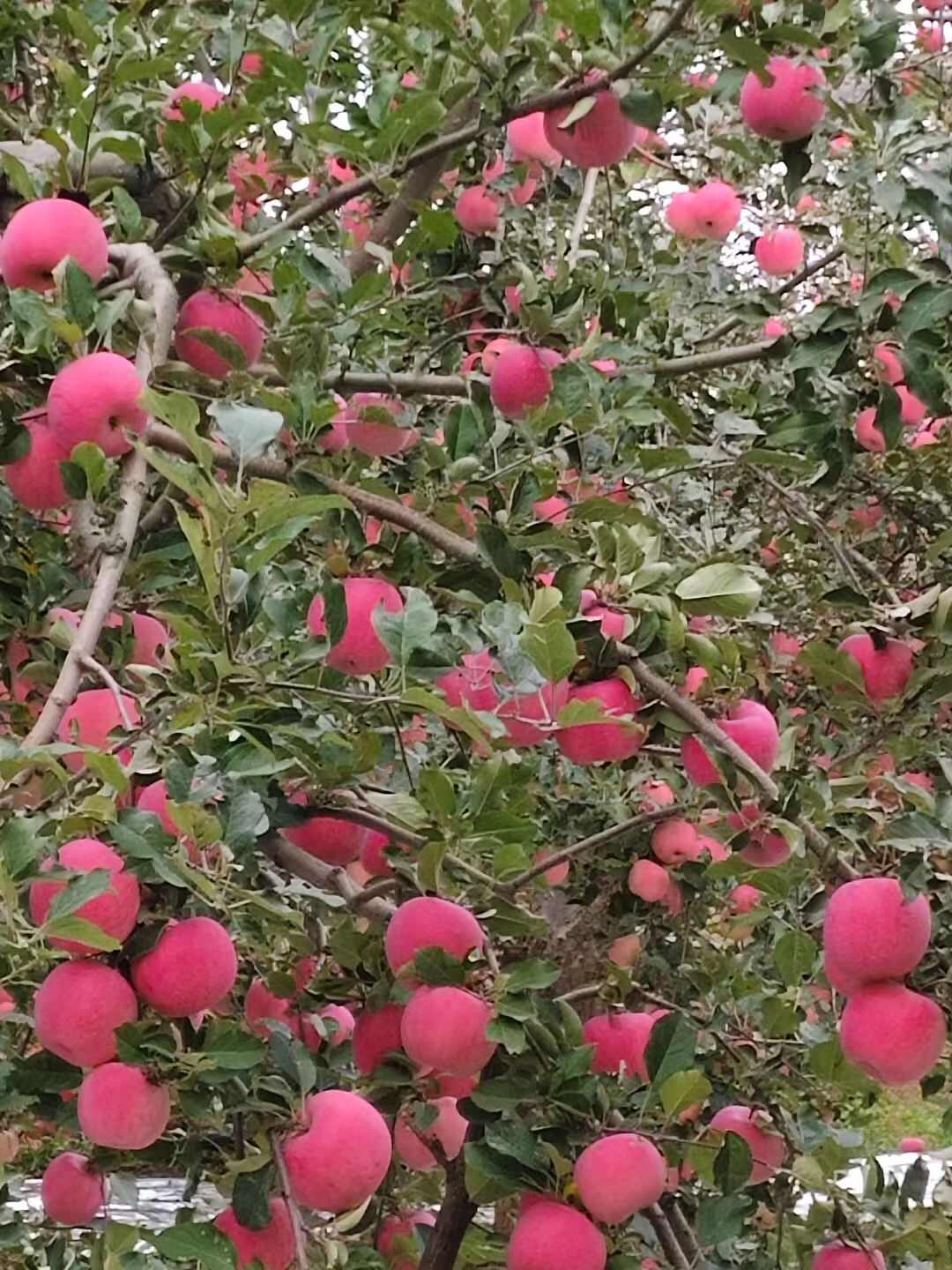 甘肃红富士
