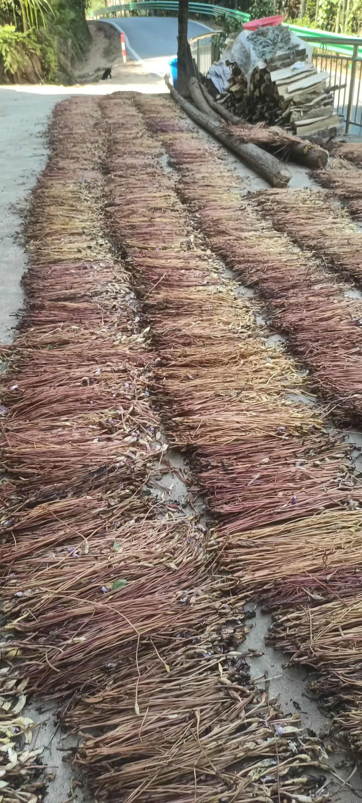 中药材管针花