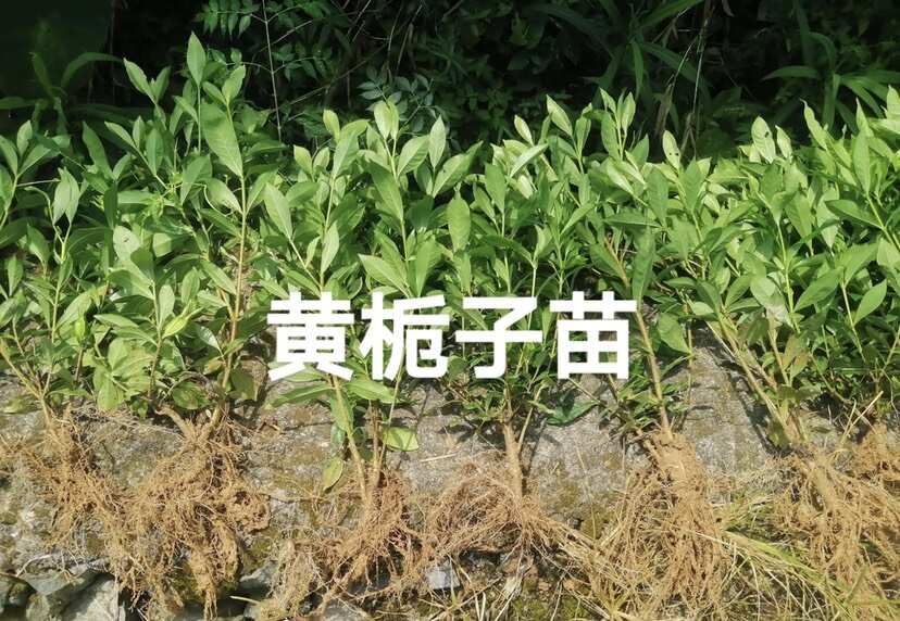 福建福鼎黄栀子（山栀子）扦插苗易成活，种植基地源头，