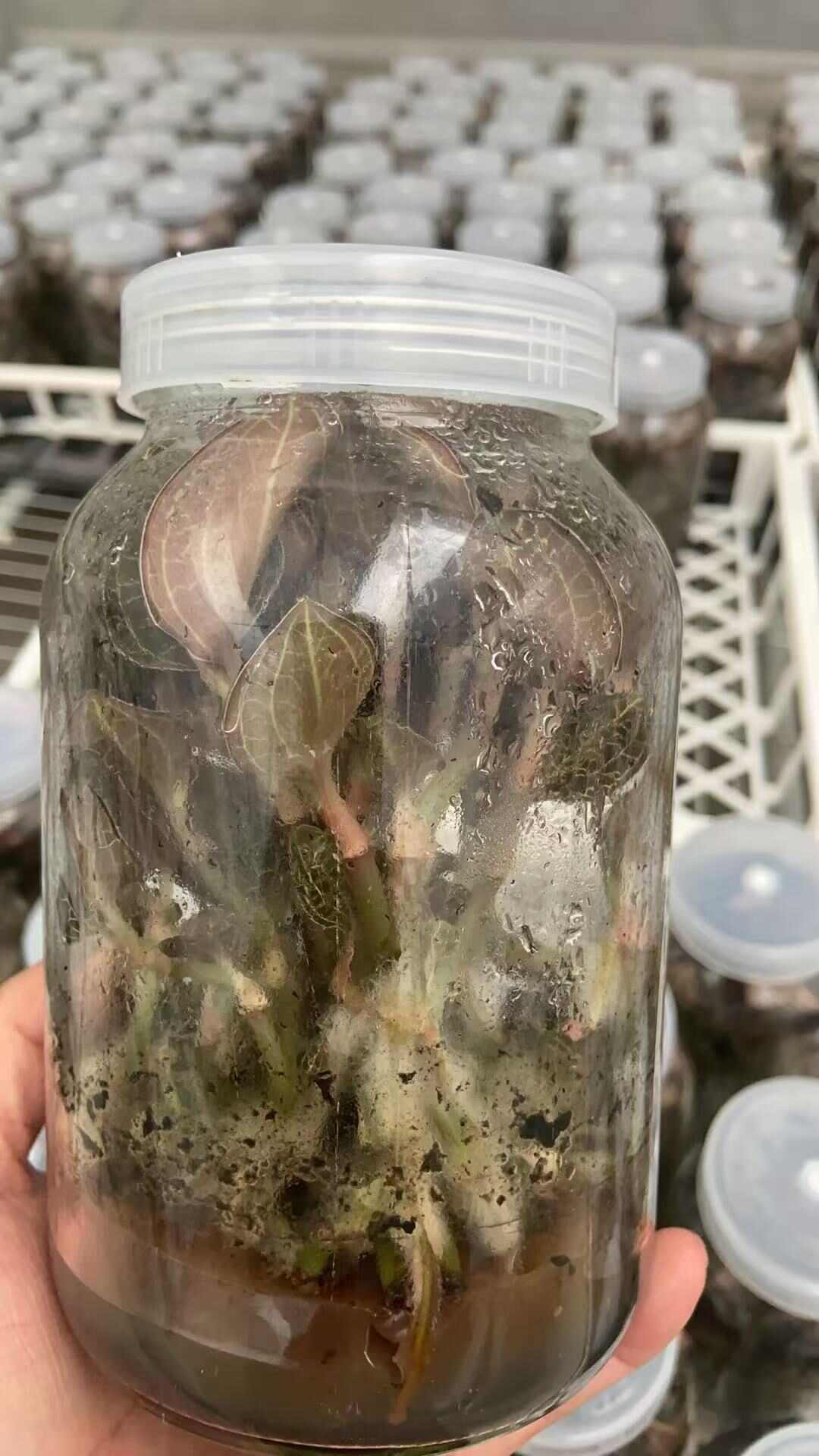 专注研发组培 智能温室炼苗 种植 加工16年 自有品种近百种