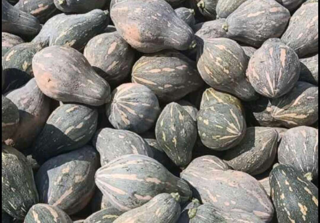 香芋南瓜，万亩基地，品质保障