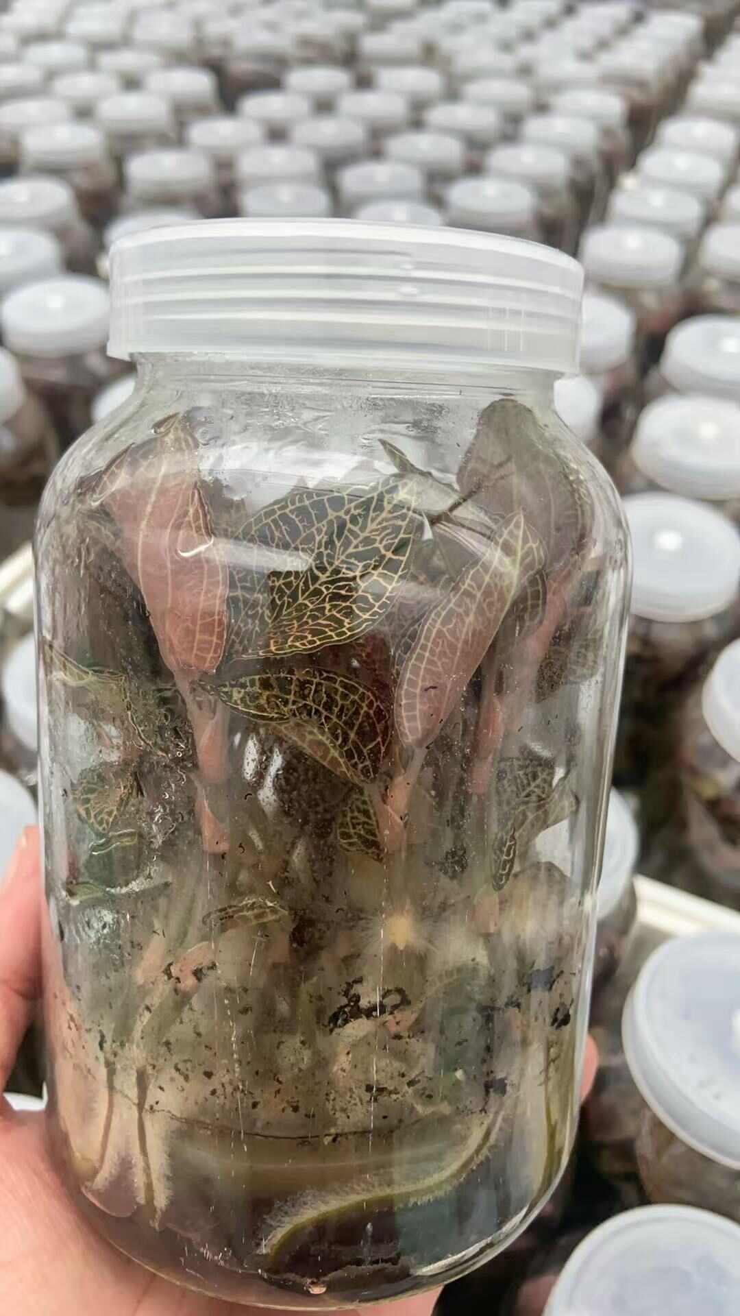 专注研发组培 智能温室炼苗 种植 加工16年 自有品种近百种