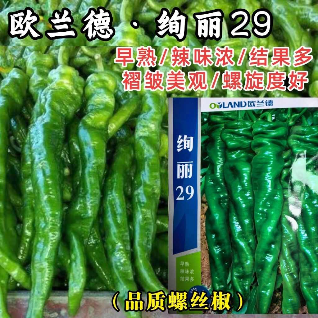 欧兰德绚丽29辣椒种子早熟薄皮皱皮螺丝椒种子辣味浓螺丝椒种子