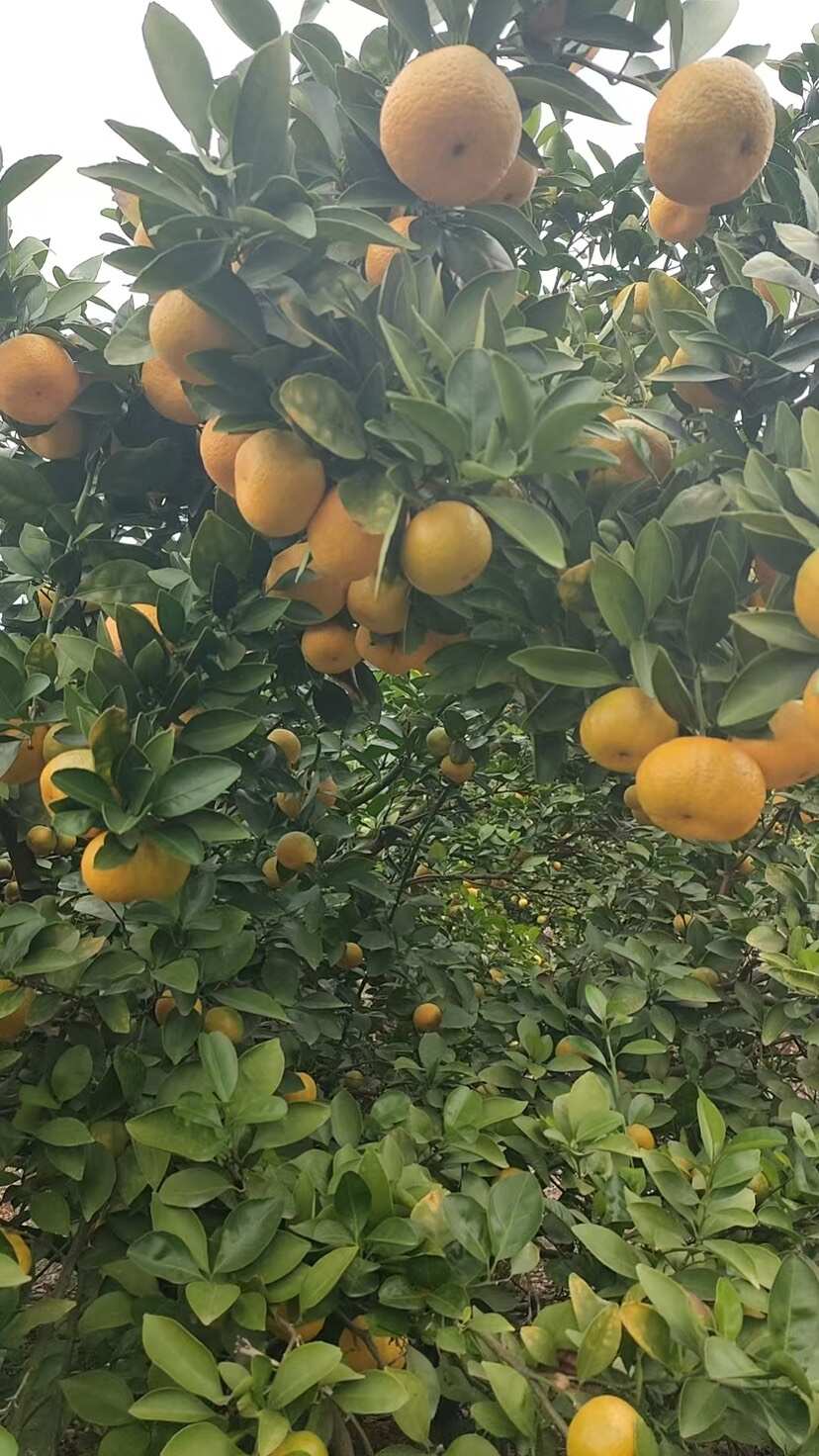 新余蜜桔，甜而不酸，化渣爽口
