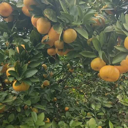 新余蜜桔，甜而不酸，化渣爽口