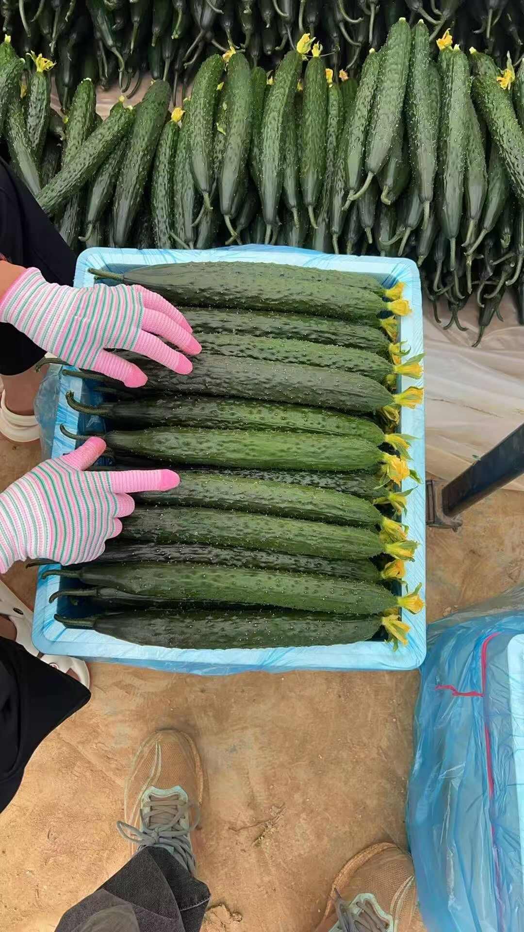 500亩基地精品黄瓜正式上市
