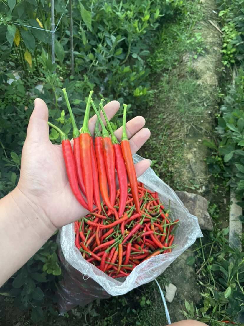 云南精品小米椒 大量上市 产地直销