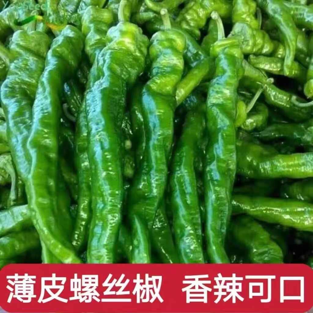 欧兰德绚丽29辣椒种子早熟薄皮皱皮螺丝椒种子辣味浓螺丝椒种子