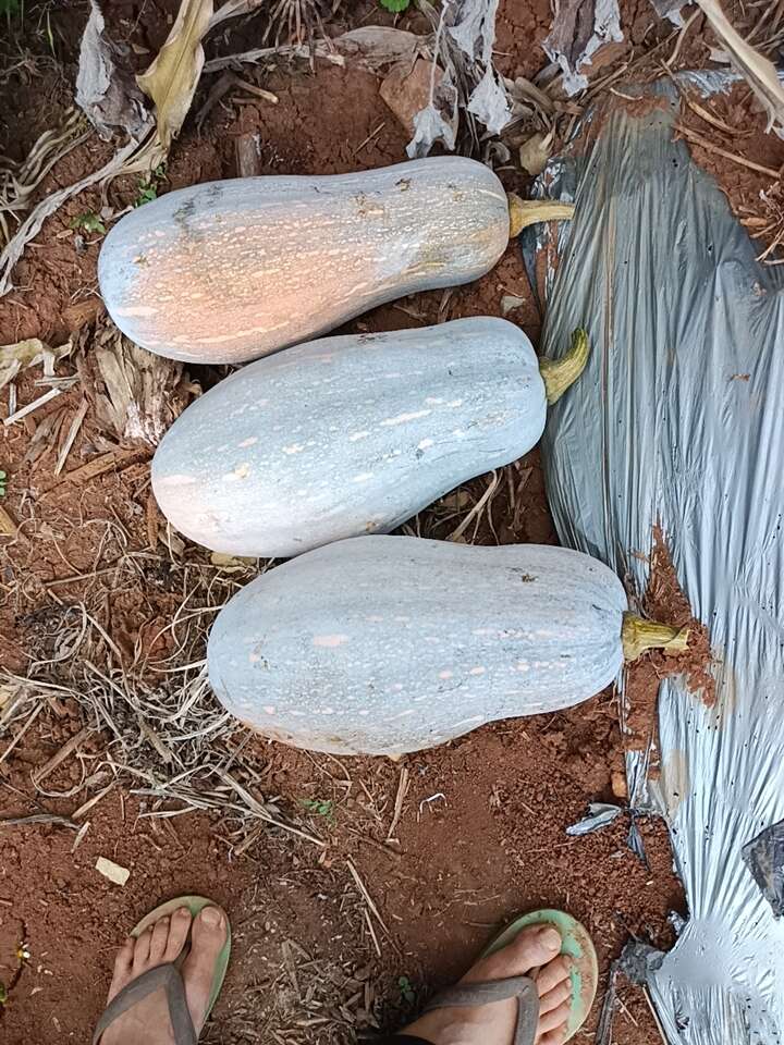云南单季蜜本老南瓜，香甜软糯，大重批发