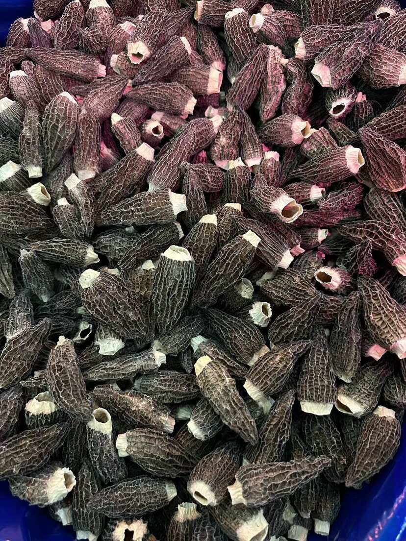 羊肚菌 中大号剪柄 干货