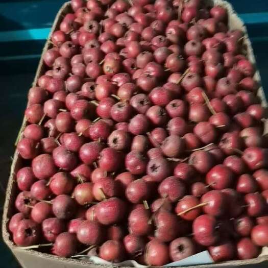 义县大棉球山楂