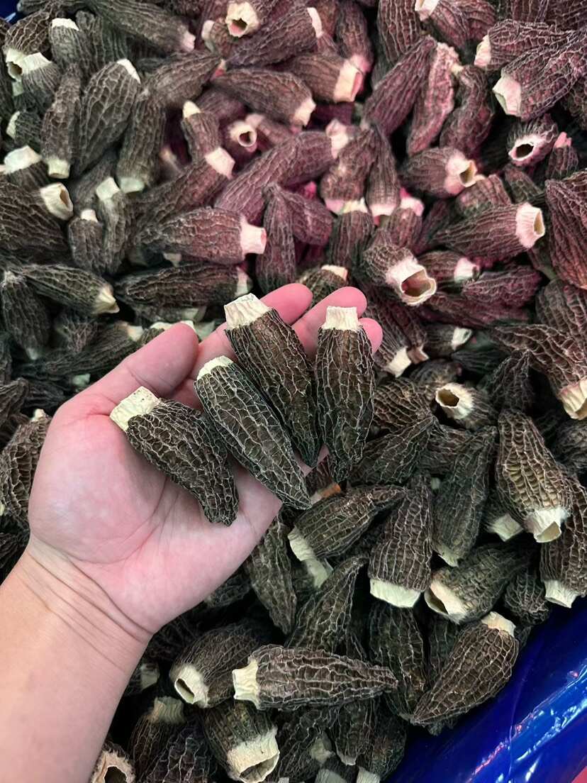 羊肚菌 中大号剪柄 干货