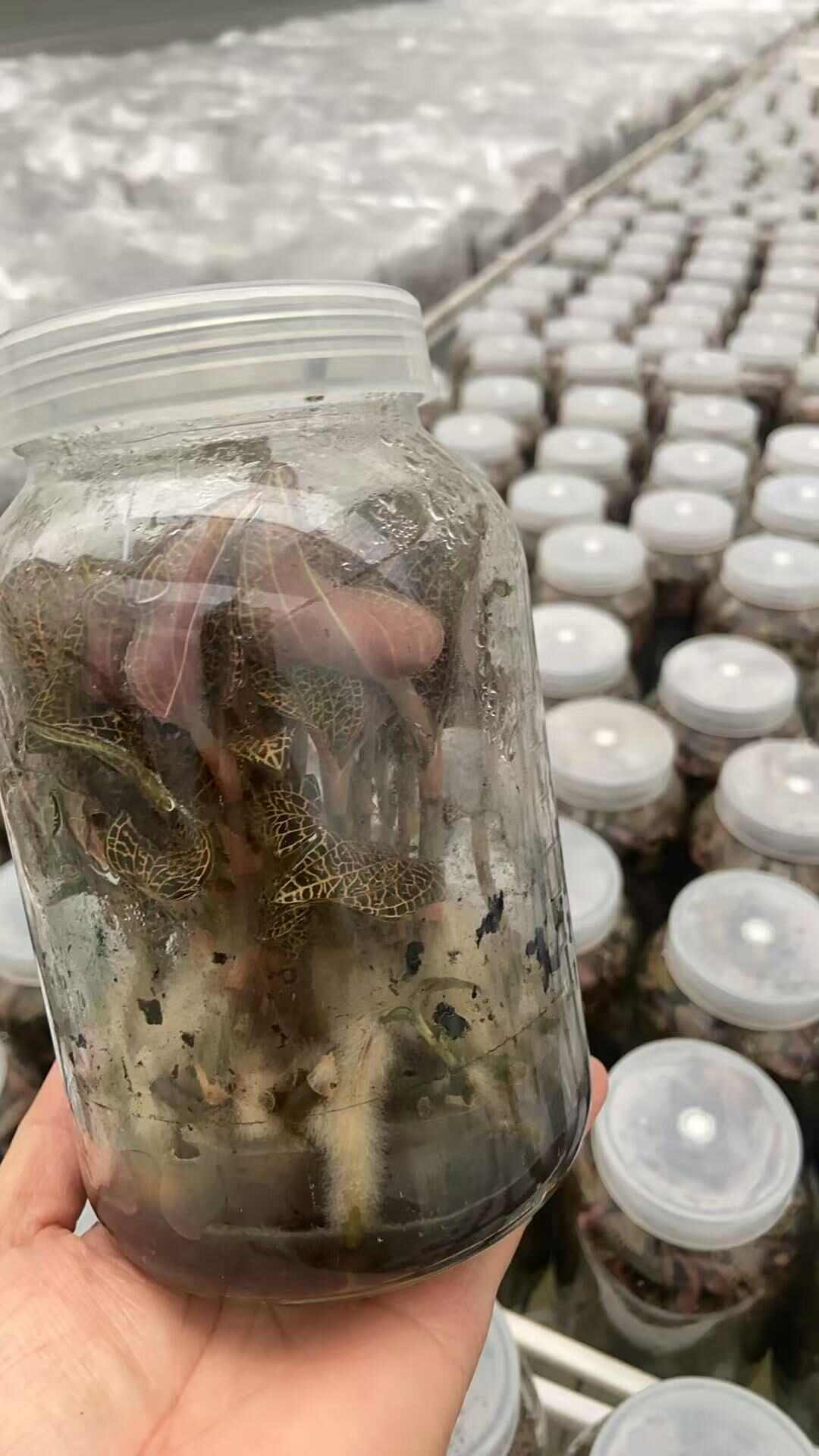 专注研发组培 智能温室炼苗 种植 加工16年 自有品种近百种