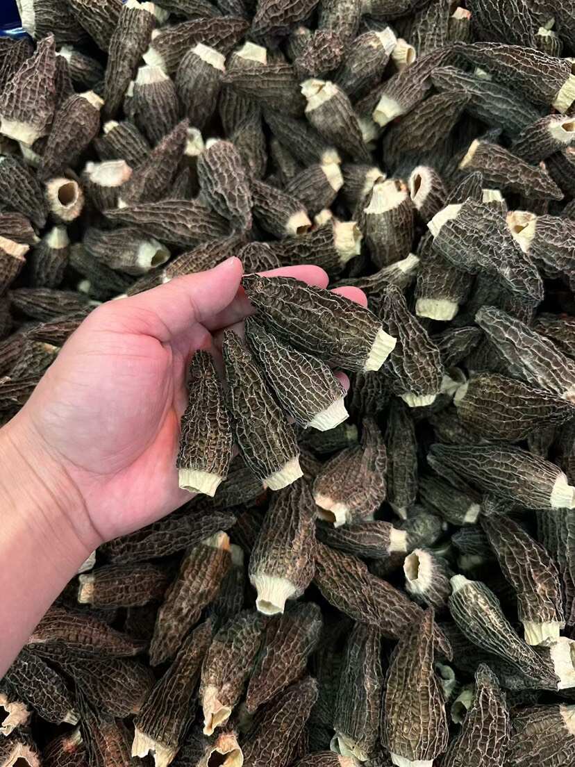 羊肚菌 中大号剪柄 干货