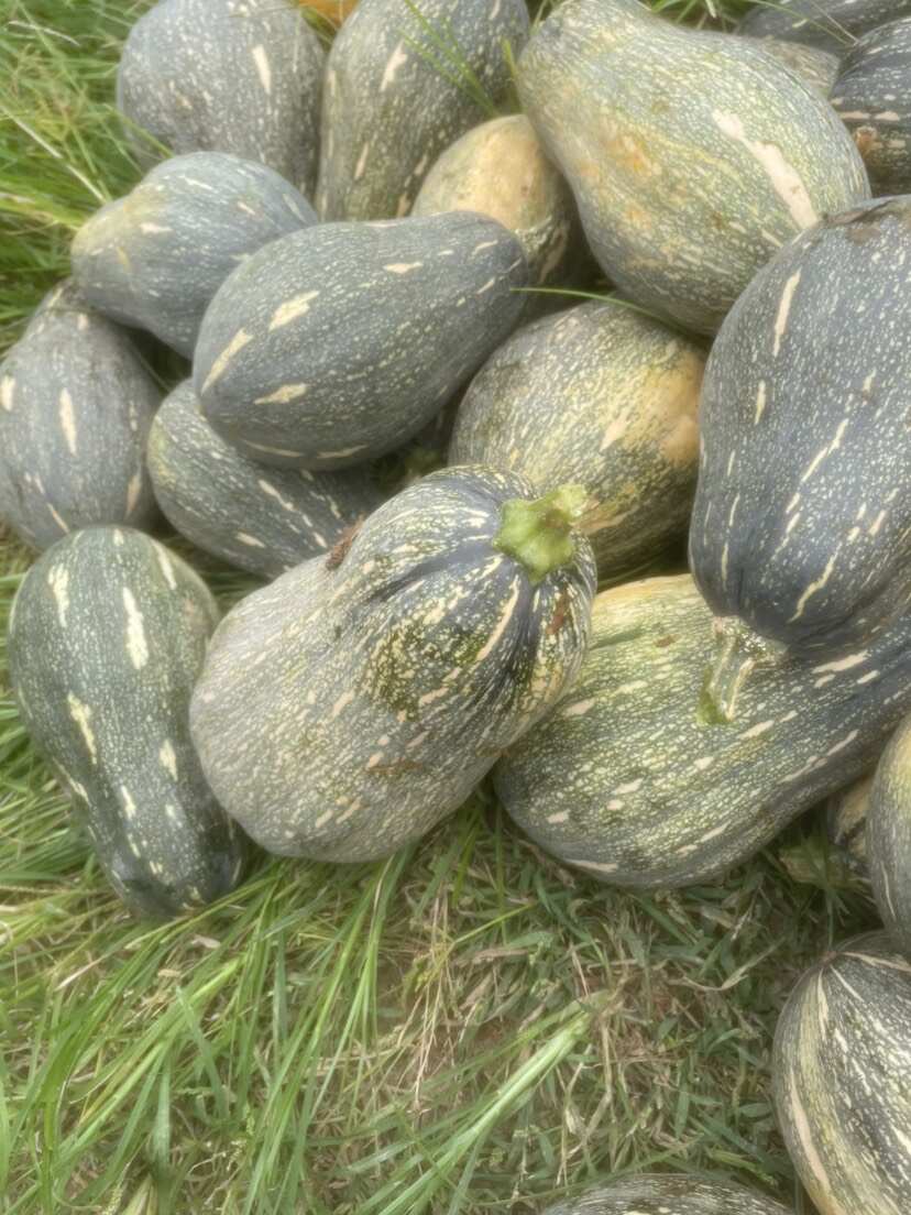 精品香芋南瓜