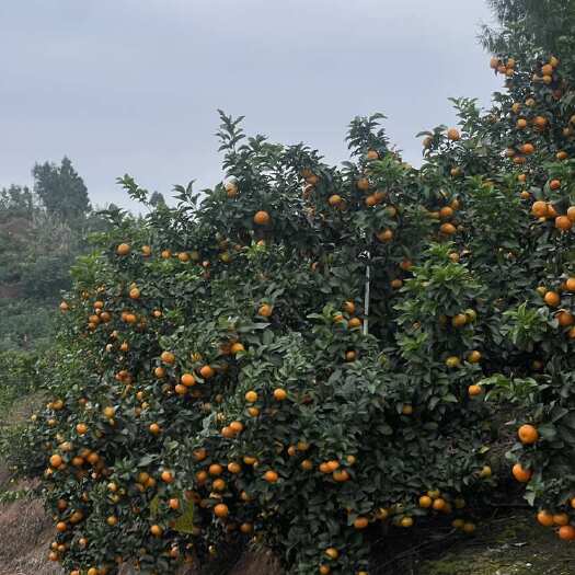 资阳四川资阳金秋砂糖橘