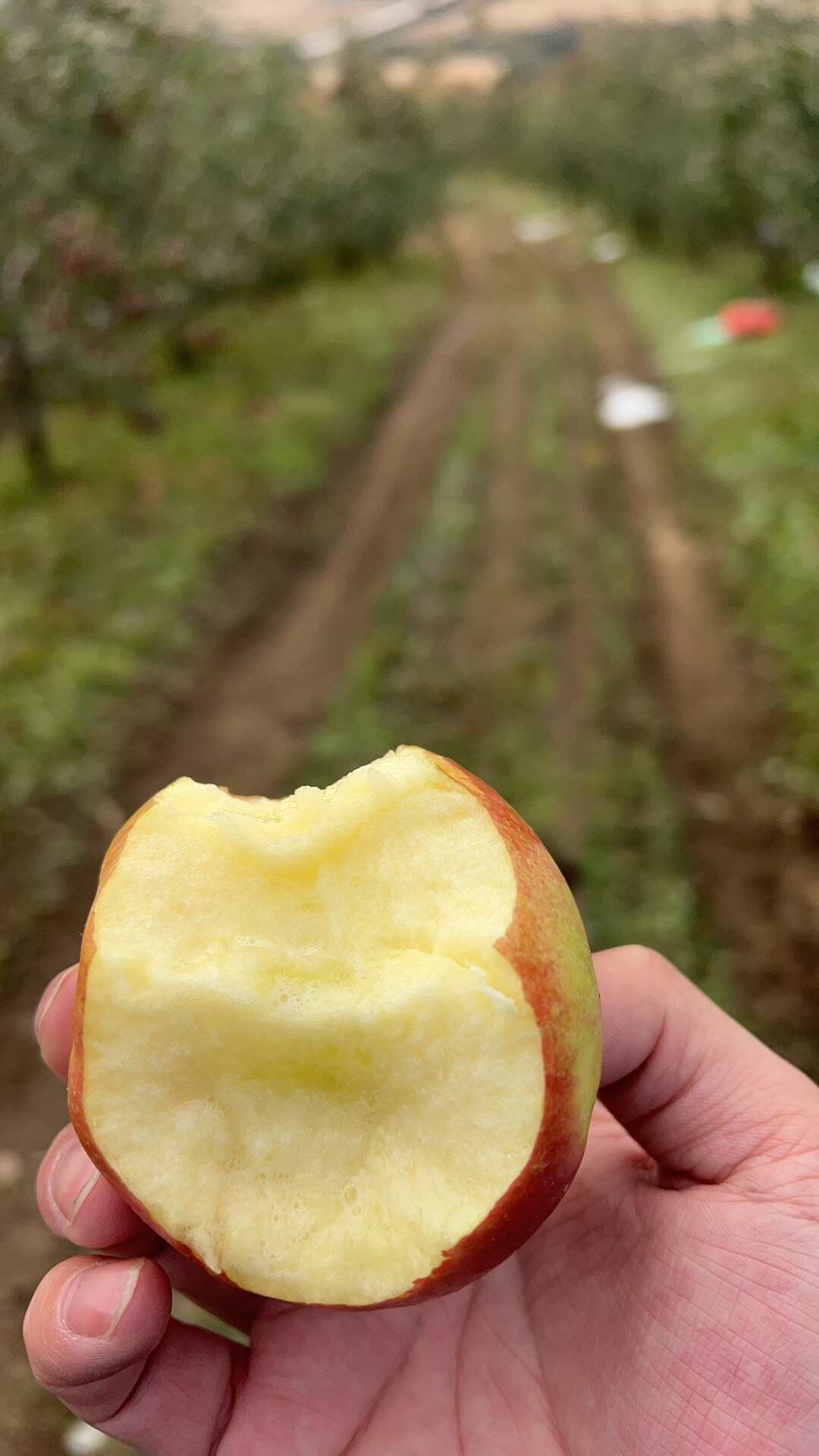 吉林寒富富士苹果，产量10万斤，口感酸甜，糖度高。