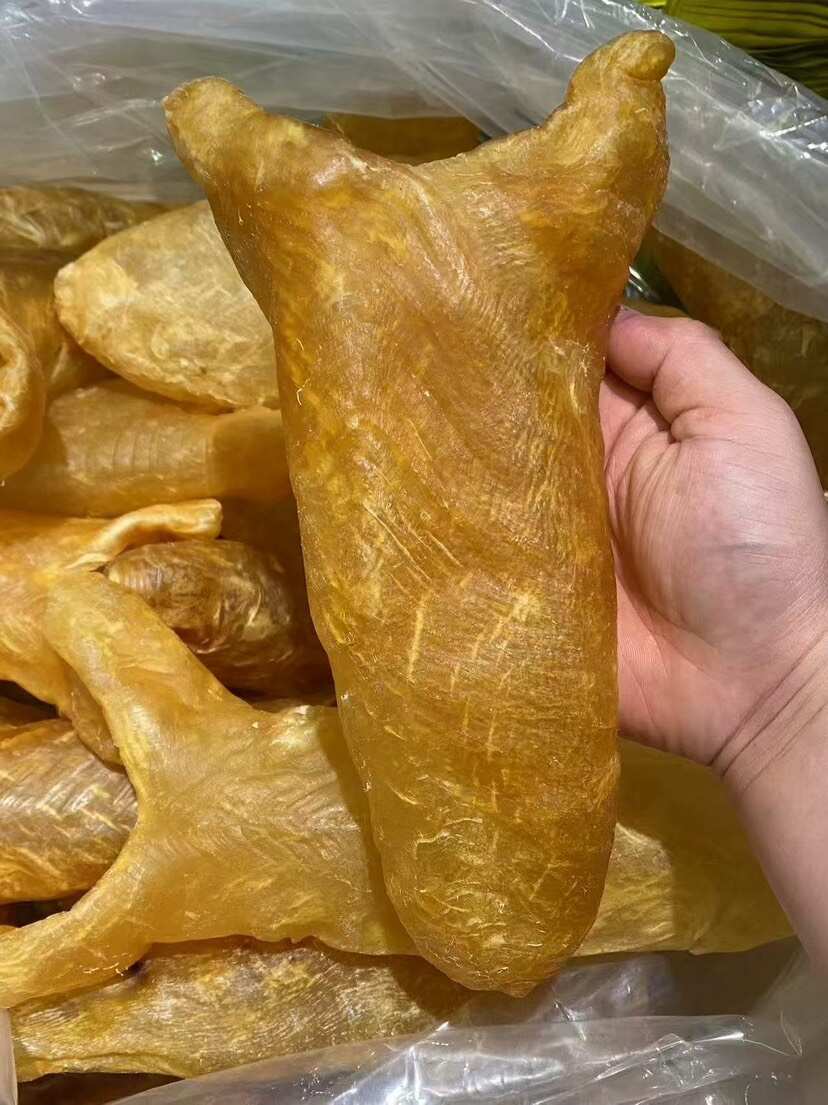 巨大黄花胶筒 淡干 可以散出 3头