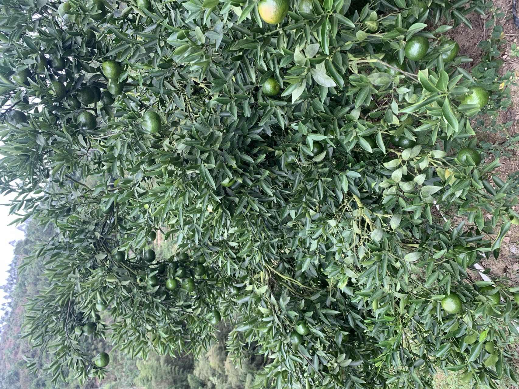 优质鲜果陈皮柑鲜果	果园直销