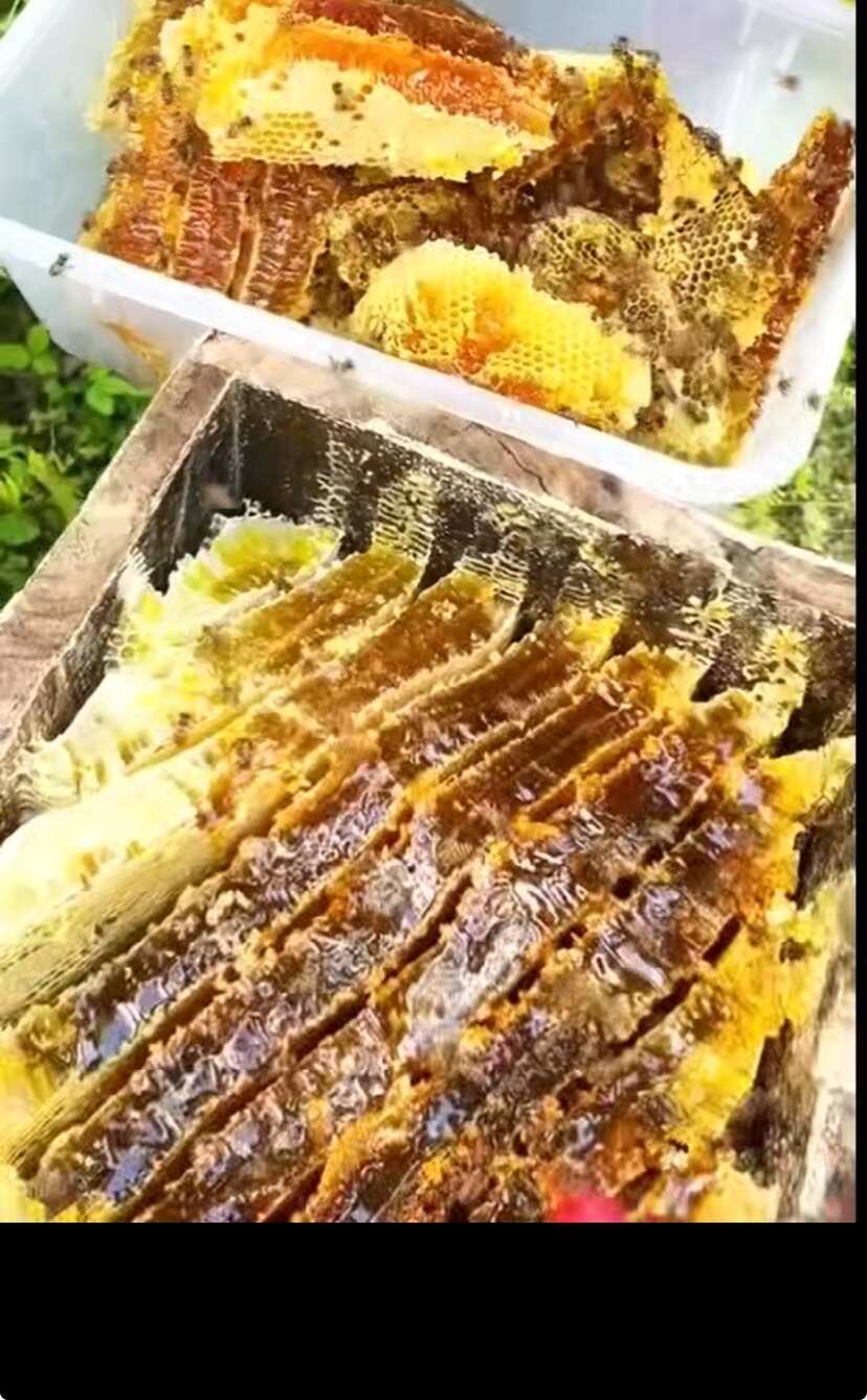 神农架深山百花蜂蜜