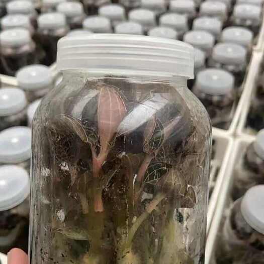 专注研发组培 智能温室炼苗 种植 加工16年 自有品种近百种
