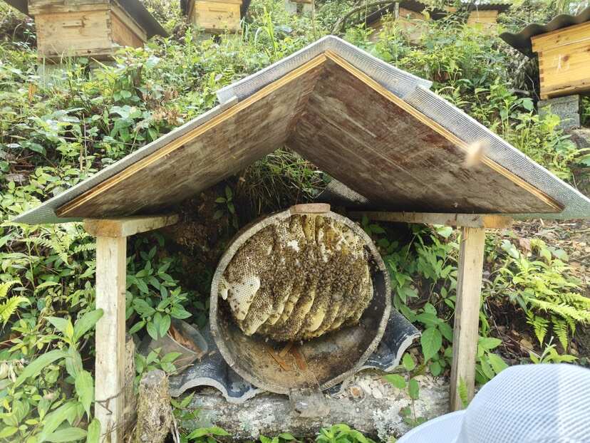 神农架深山百花蜂蜜