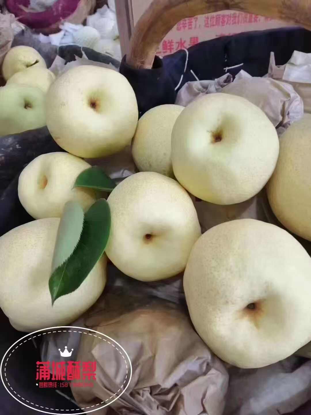 蒲城酥梨。自家父母种植，现摘现发