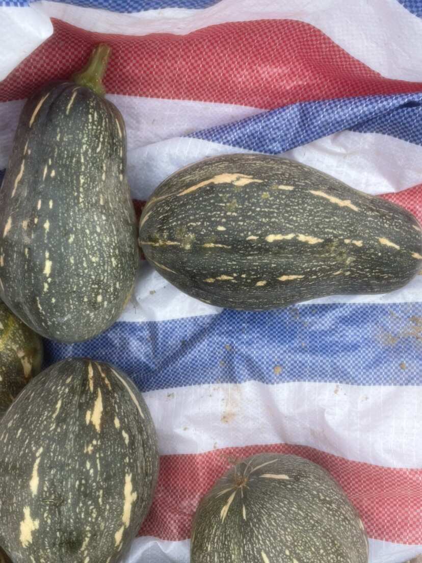 精品香芋南瓜