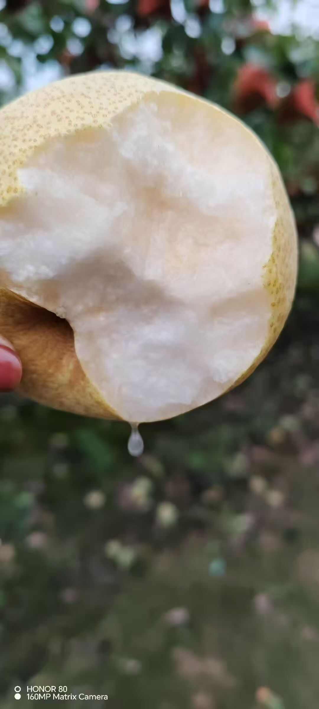 蒲城酥梨，新鲜采摘，润肺止渴，欢迎选购