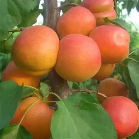 新疆吊干杏 有三年苗  五年苗 10年苗和15年苗