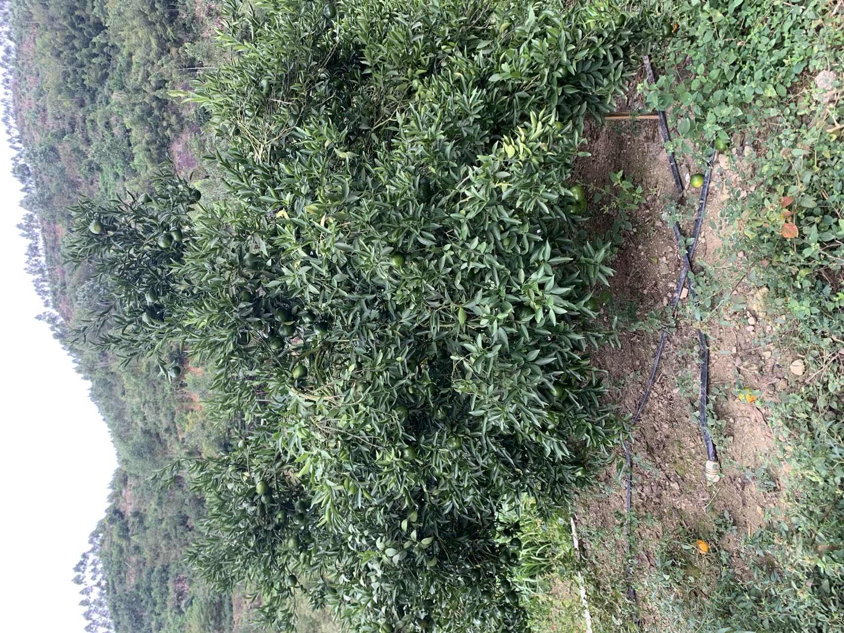 优质鲜果陈皮柑鲜果	果园直销