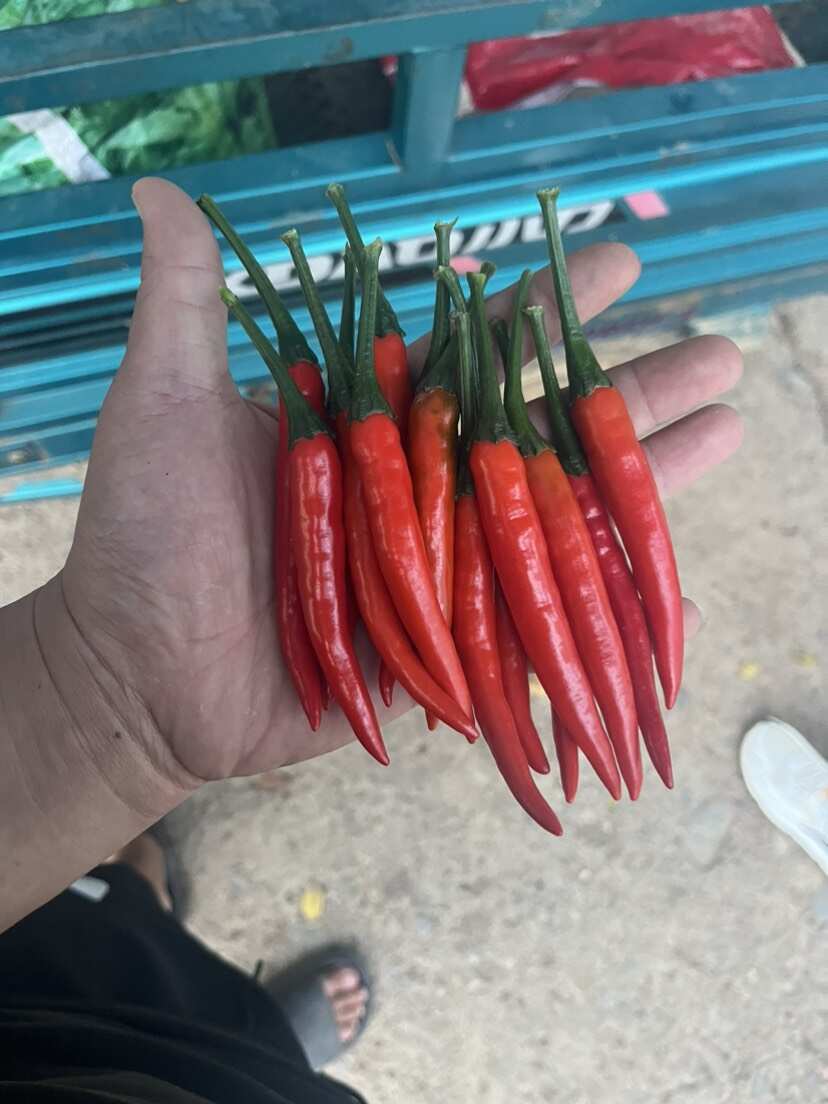 云南精品小米椒 大量上市 产地直销