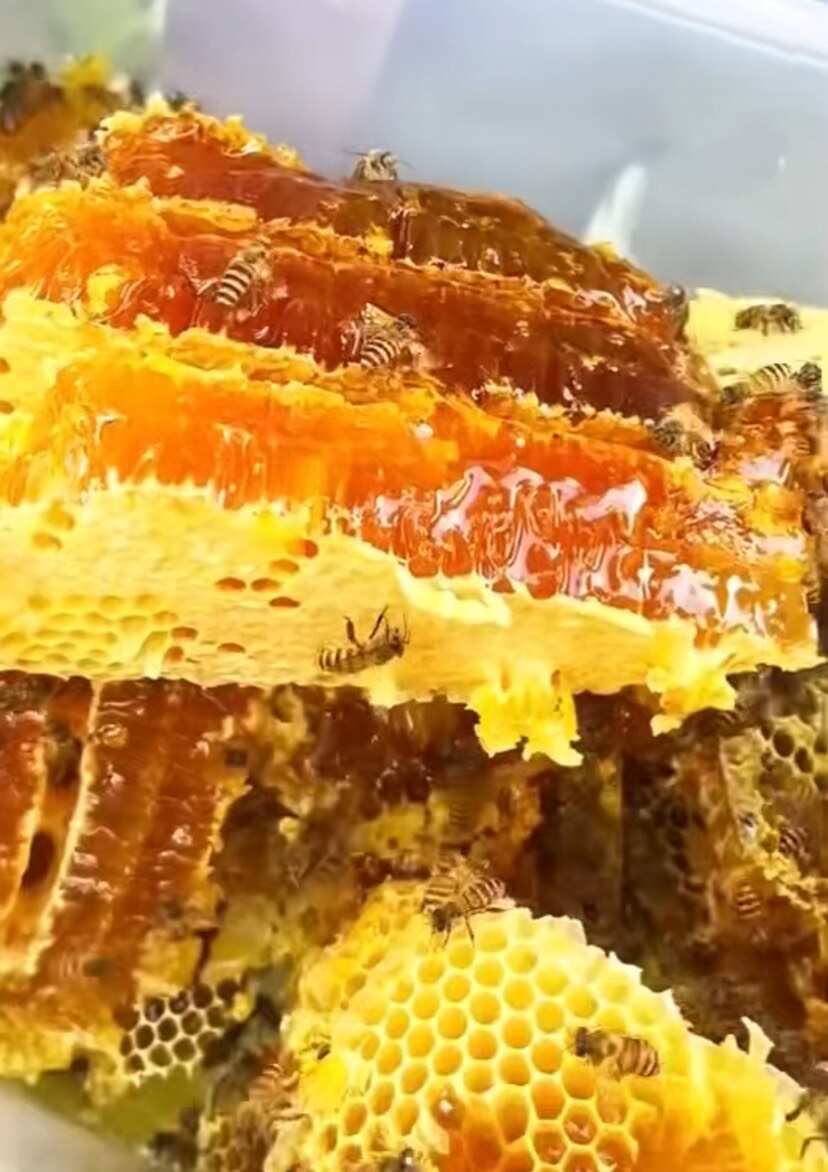 神农架深山百花蜂蜜