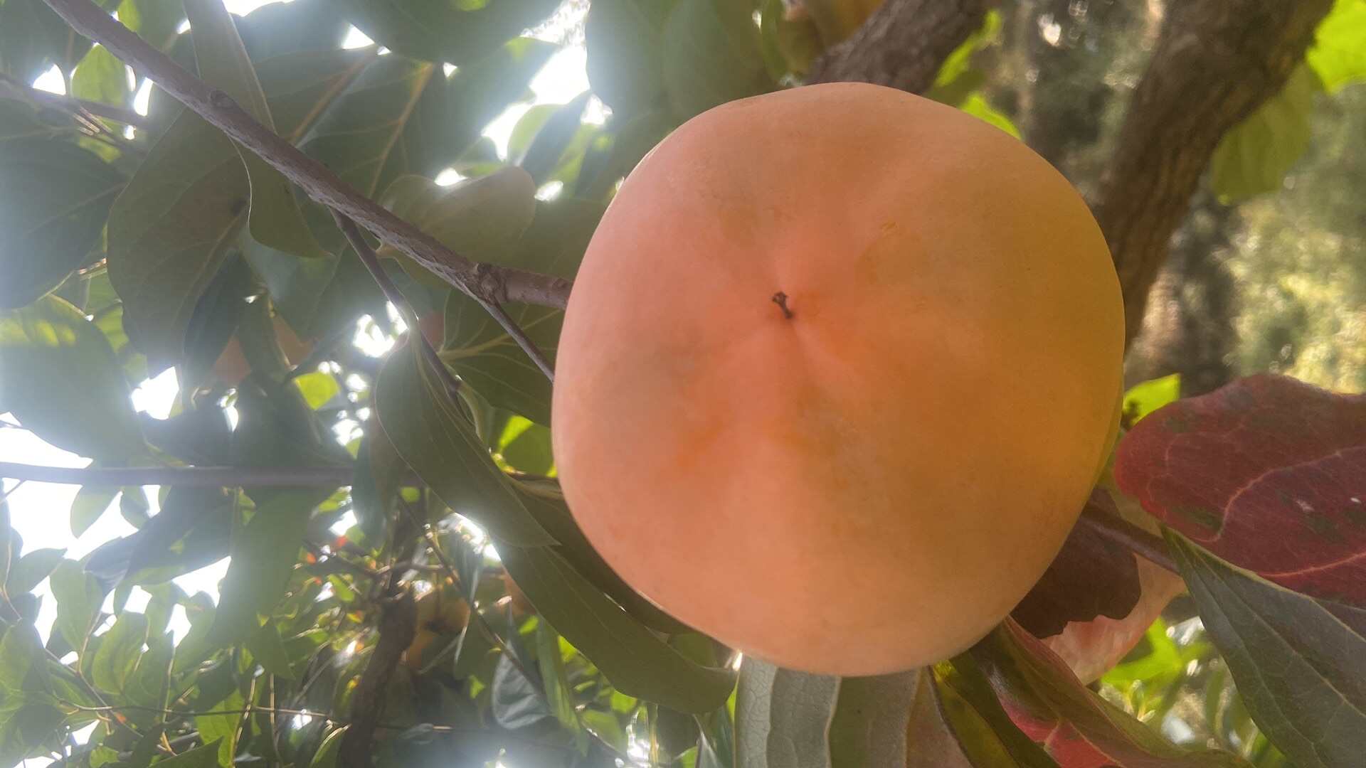 自产自销绿色精品现採现销磨盘柿