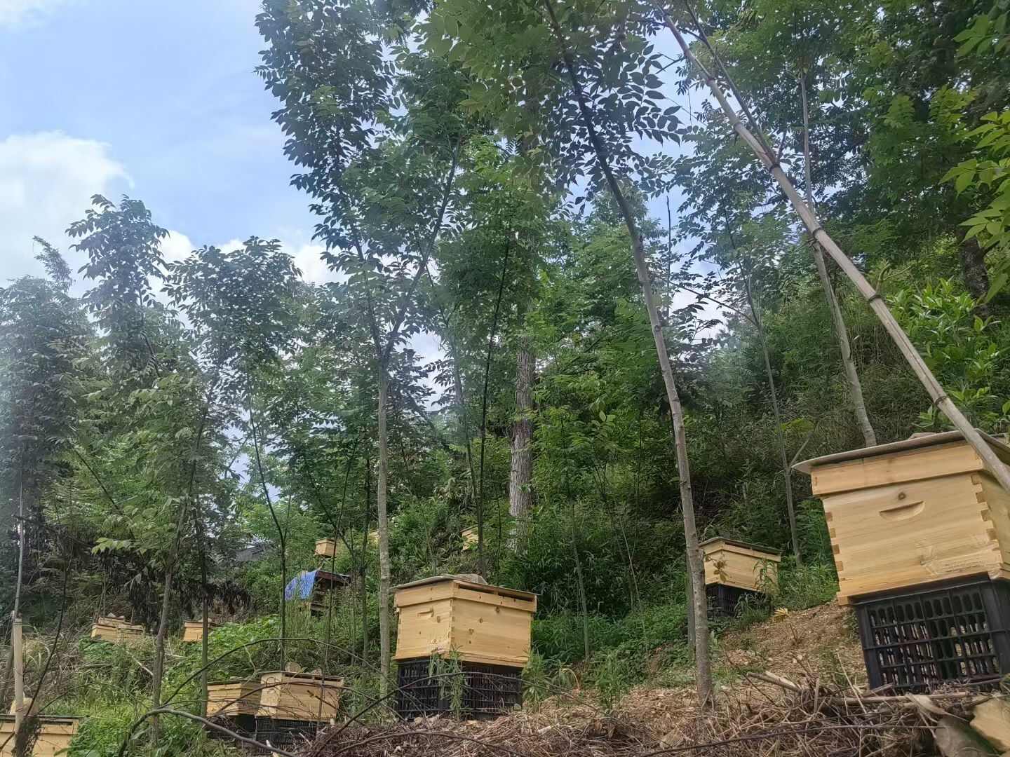 第一次养蜜蜂，不种建议，可我坚持走土蜂蜜，蜂蜜的路
