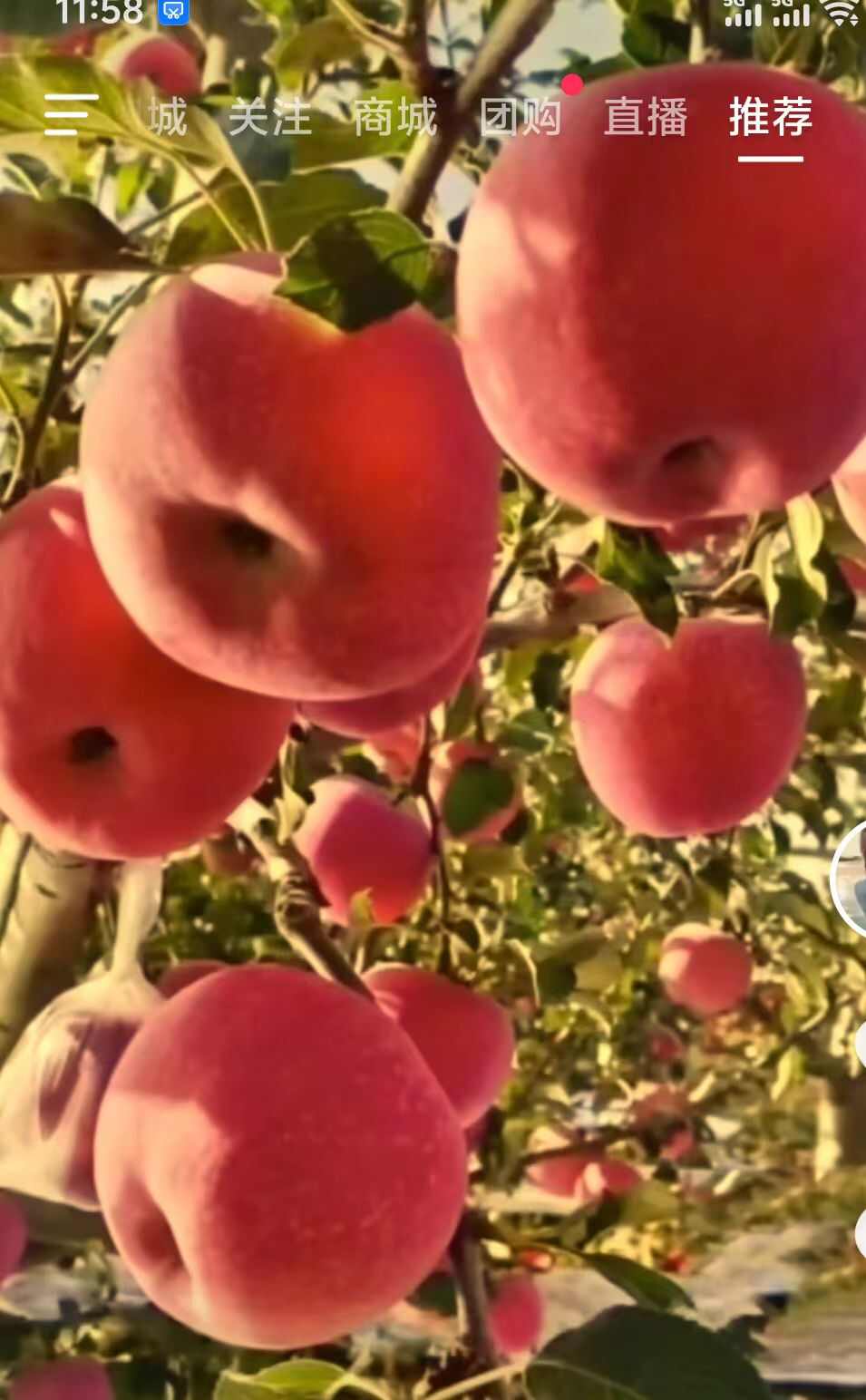 灵宝红富士苹果