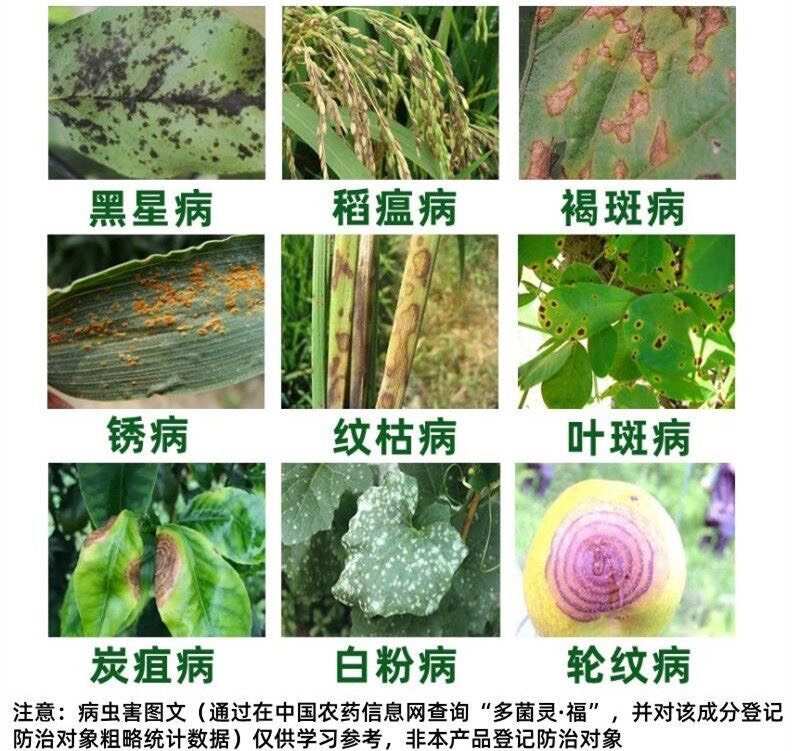 60%多菌灵福多菌灵福美双果树梨树专用药黑星病专用药农药杀菌